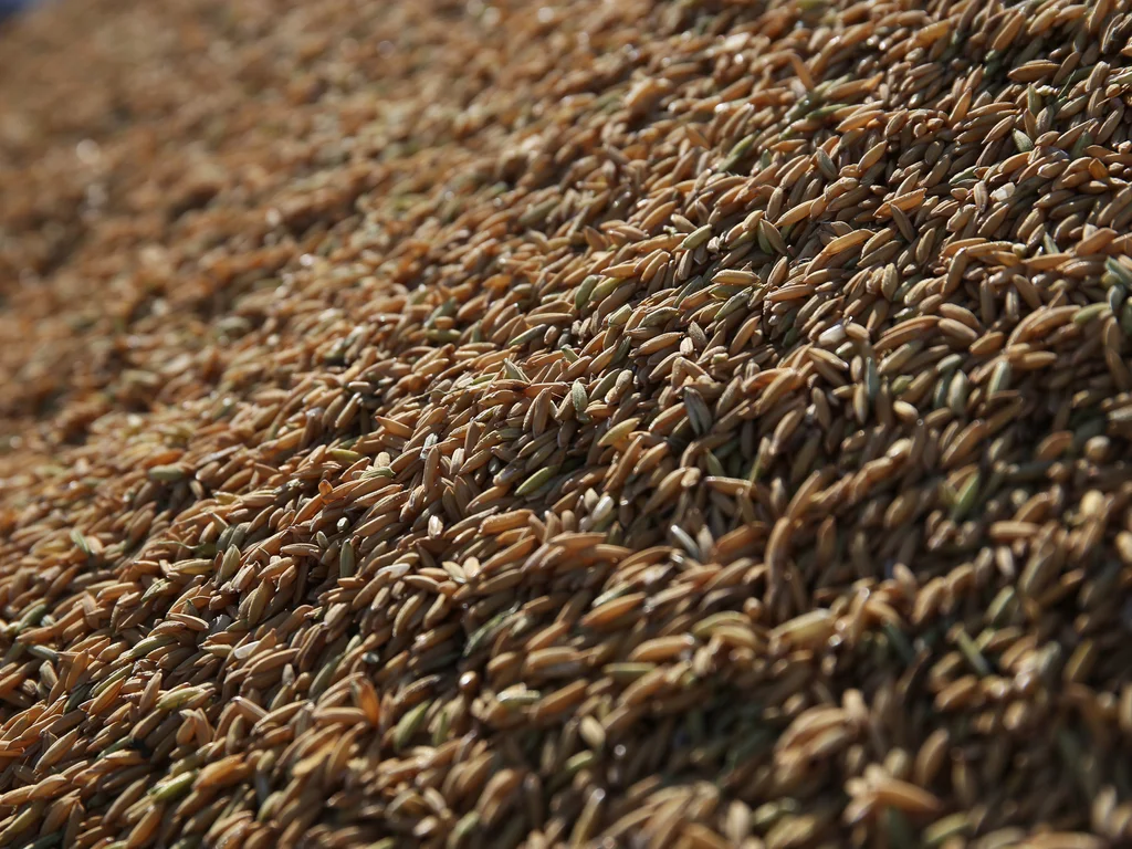 Colheita do arroz avança e atinge 50% da área plantada