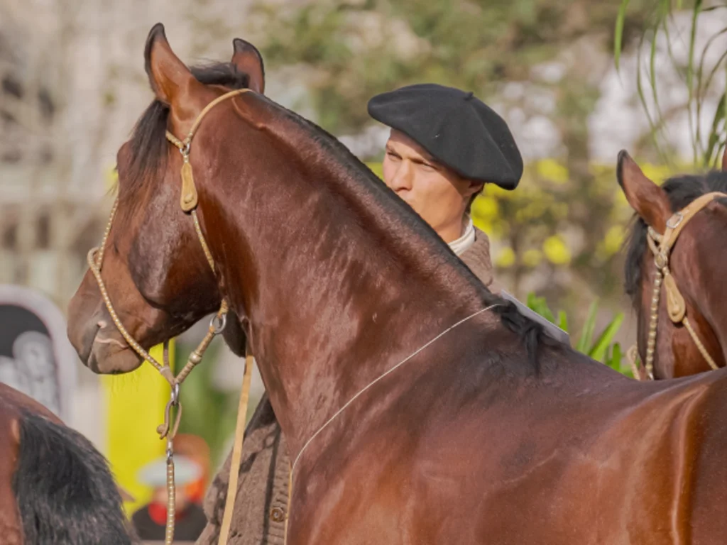 Morfologia do Cavalo Crioulo abre a temporada de finais