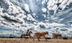 Morfologia do Cavalo Crioulo abre a temporada de finais