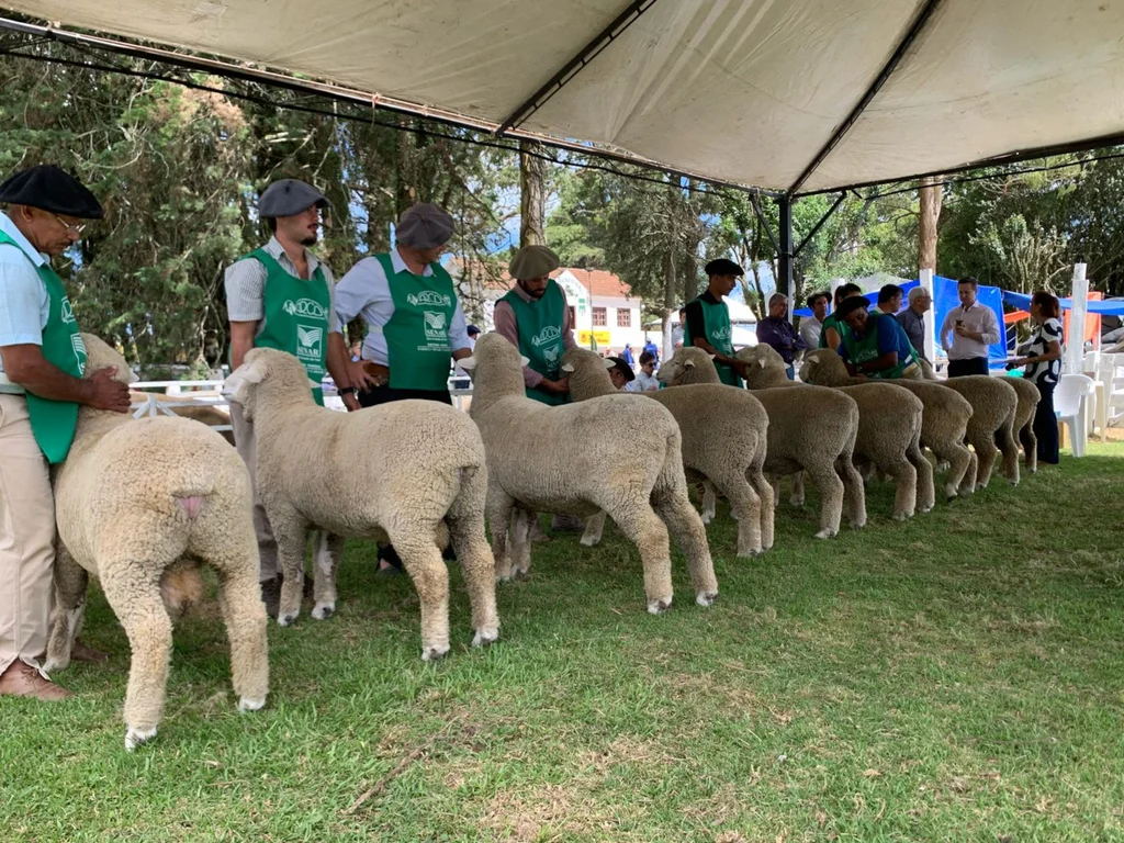 Feiras de verão impulsionam ovinocultura gaúcha com genética e recorde de vendas