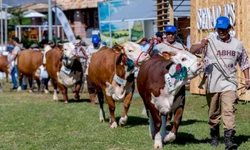 Jurados das raças Hereford e Braford são definidos