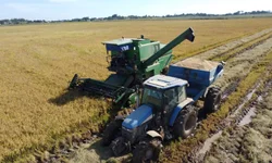 Safra Gaúcha de Grãos cai 8,9% mesmo com alta no arroz e milho