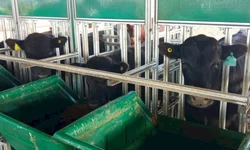 Nasce o primeiro animal Black Hereford no Brasil