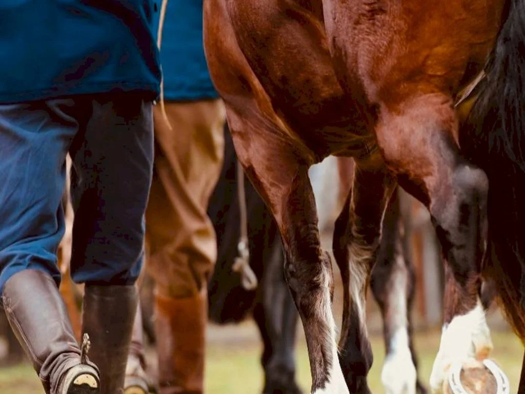 Bagé sedia exposição da raça crioula