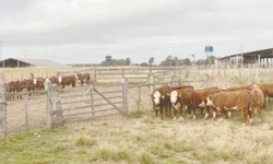 PampaPlus antecipa prazo