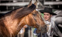 Morfologia do Cavalo Crioulo abre a temporada de finais