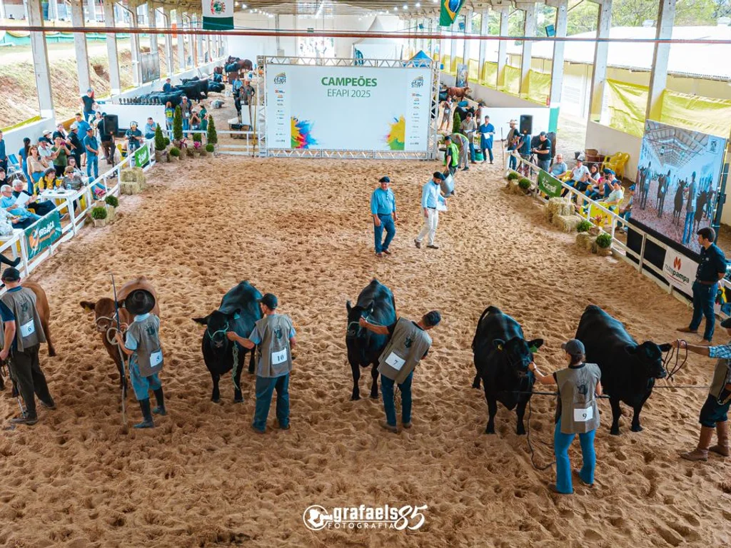 Angus define calendário com três exposições nacionais