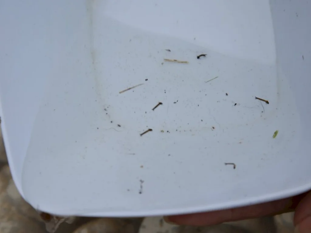 Estado confirma circulação do vírus da febre amarela