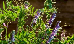 Dados apontam evolução das lavouras de grão