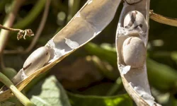 Novas regras são estabelecidas para agrotóxicos