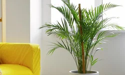 Homem-Formiga e a Vespa: Quantumania segue em cartaz