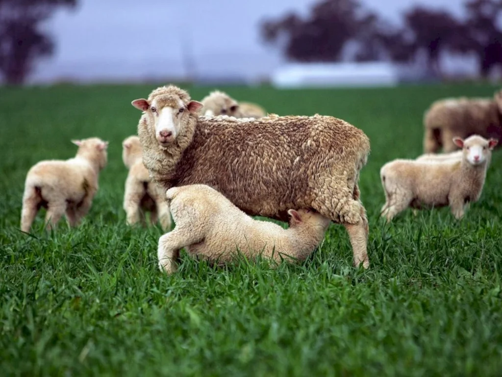 Estresse térmico na região é mais expressivo nos cordeiros