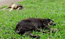 A volta dos gafanhotos