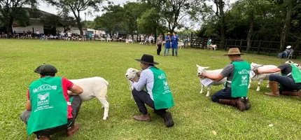 Ovinocultura gaúcha registra R$ 5 milhões em negócios