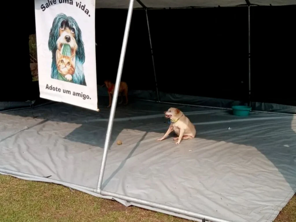 OktoberPet acontece no domingo na Praça da Estação