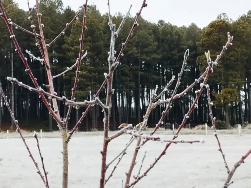 Semana terá entrada de nova massa de ar frio