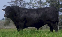 Médias da temporada de primavera devem crescer 20%