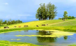 Mais de 1,7 mil animais foram comercializados em 2024