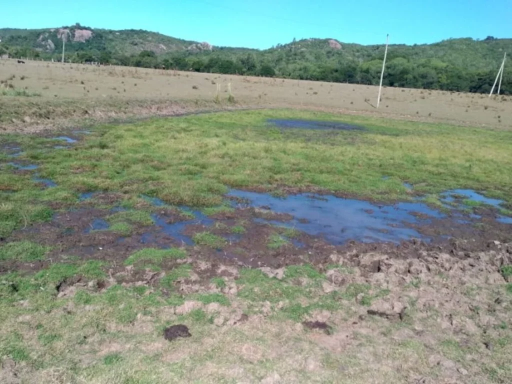 Produtores da beira do Camaquã amargam prejuízos e projetam próximos meses