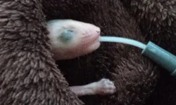 Pedidos de ajuda caem mesmo com chuva expressiva