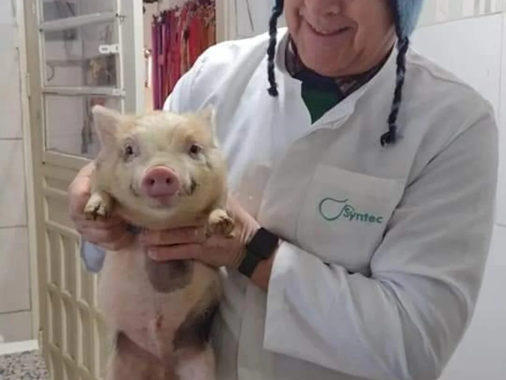 Porco sorridente chama atenção em perfil de veterinário