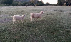 Afonso Hamm se recupera da covid-19