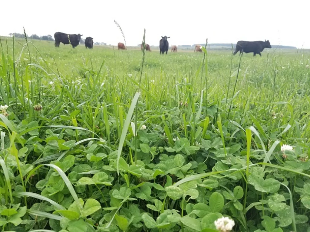 Embrapa firma protocolo para reduzir gases de efeito estufa