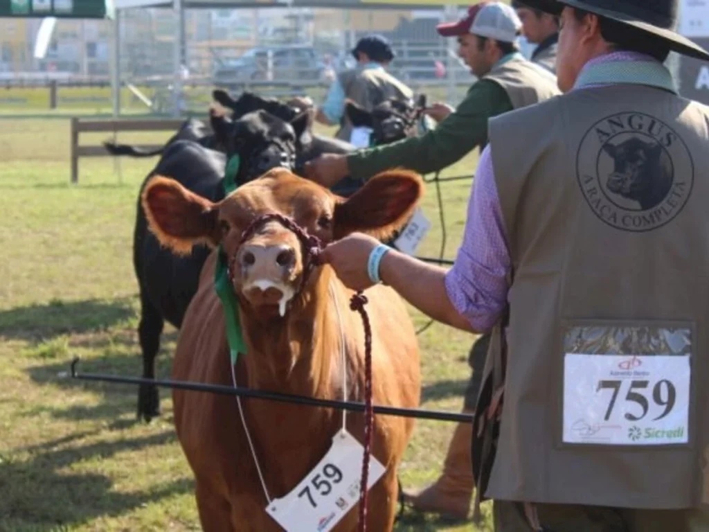 Raça Angus marca presença na Expointer