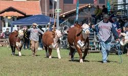 Bagé é destaque no calendário oficial de feiras agropecuárias