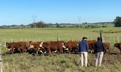 Associação e Embrapa  divulgam resultados  de pesagem