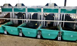 Prova na Embrapa inicia com recorde de touros