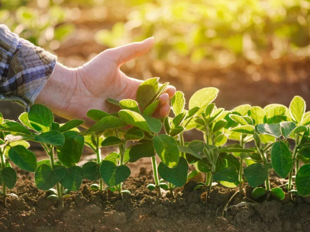 Pesquisas irão traçar perfil das mulheres rurais