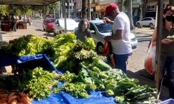 Quebra na lavoura do milho chega a 60% na região