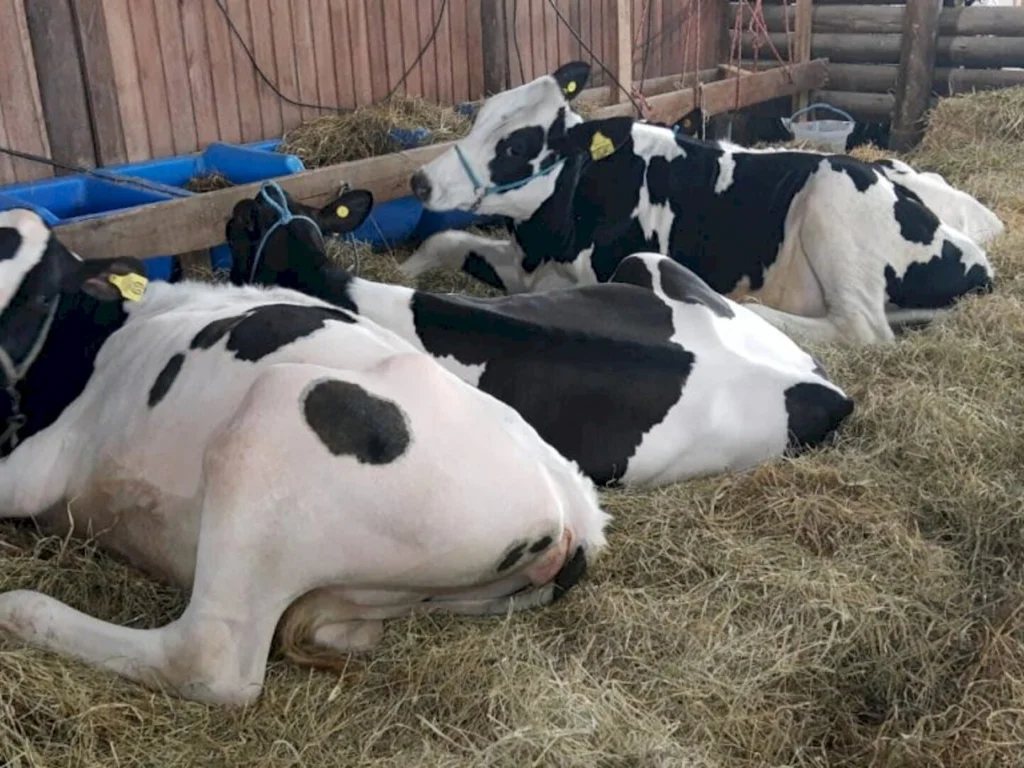 Altos custos do leite retiram produtores da atividade