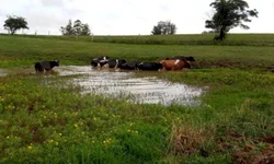 Amplia consumo de sêmen Angus produzido no país