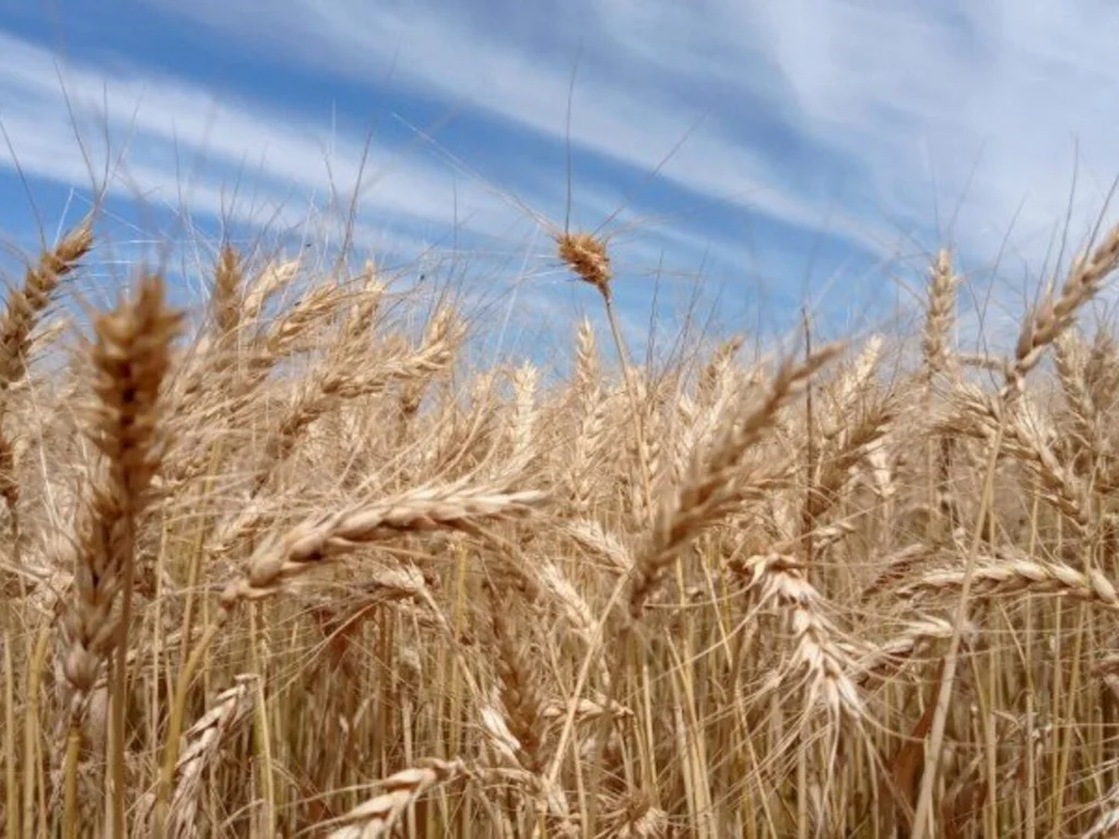 Levantamento destaca culturas da região de Bagé