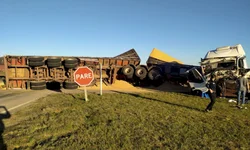 Lei que proíbe corrida de cães é promulgada