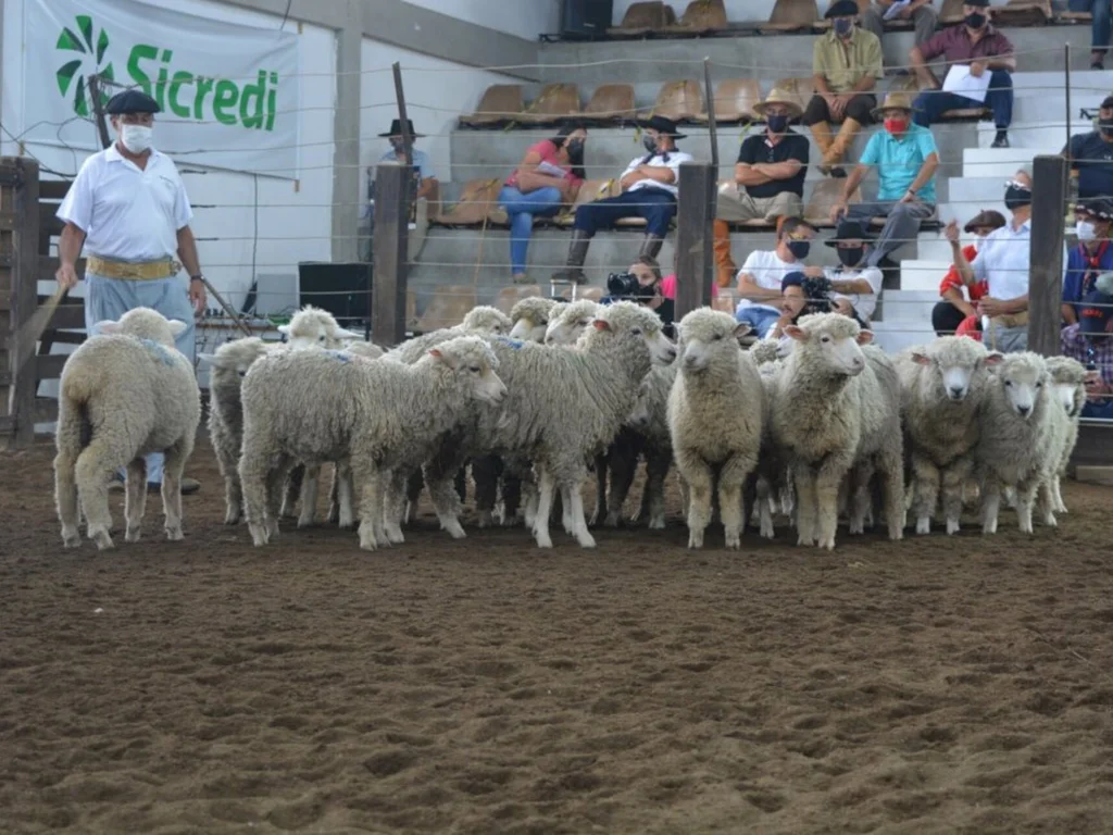 Ovinocultura terá projeto para difusão