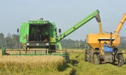 Safra Gaúcha de Grãos cai 8,9% mesmo com alta no arroz e milho