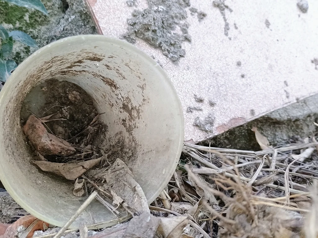 Sobe para sete o número de casos confirmados de dengue