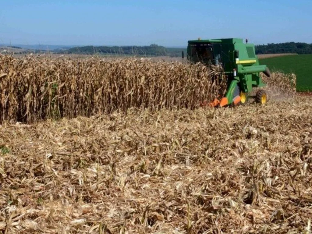 Plantio de milho é soja atinge quase totalidade da área estimada