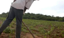 Cooperativa de assentados é referência em sementes orgânicas