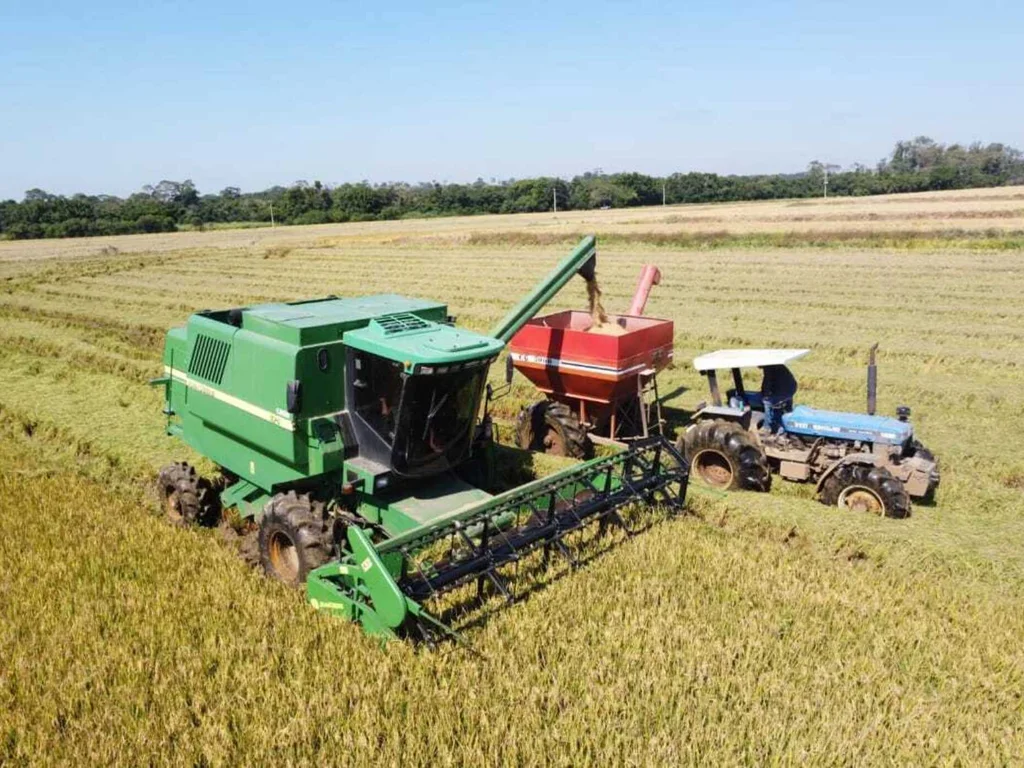 Colheita do arroz está quase concluída, com destaque para a Campanha