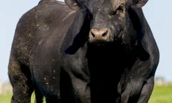 Nasce o primeiro animal Black Hereford no Brasil