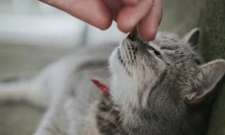 Ação leva castração e cuidados a animais do Aterro