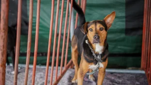 Estado promove encontro sobre bem-estar animal