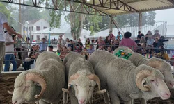 Feovelha se consolida como polo do agronegócio