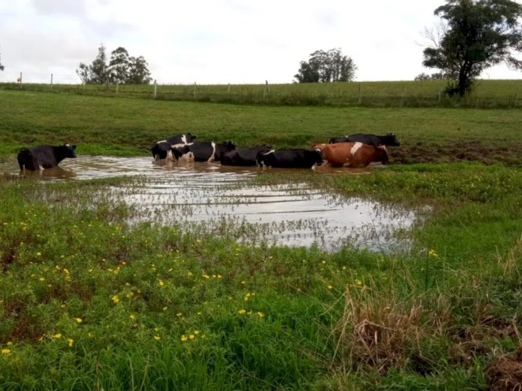 Planejamento na alimentação auxilia mitigação dos efeitos da seca