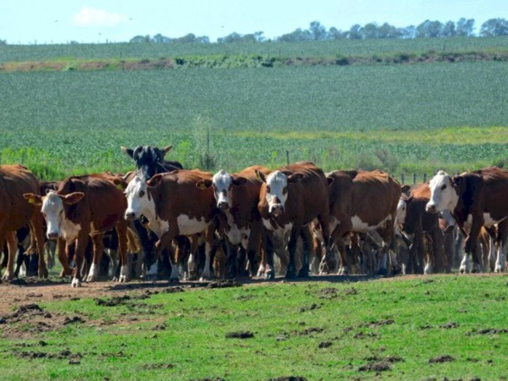 Lideranças avaliam primeiro ano do novo status sanitário