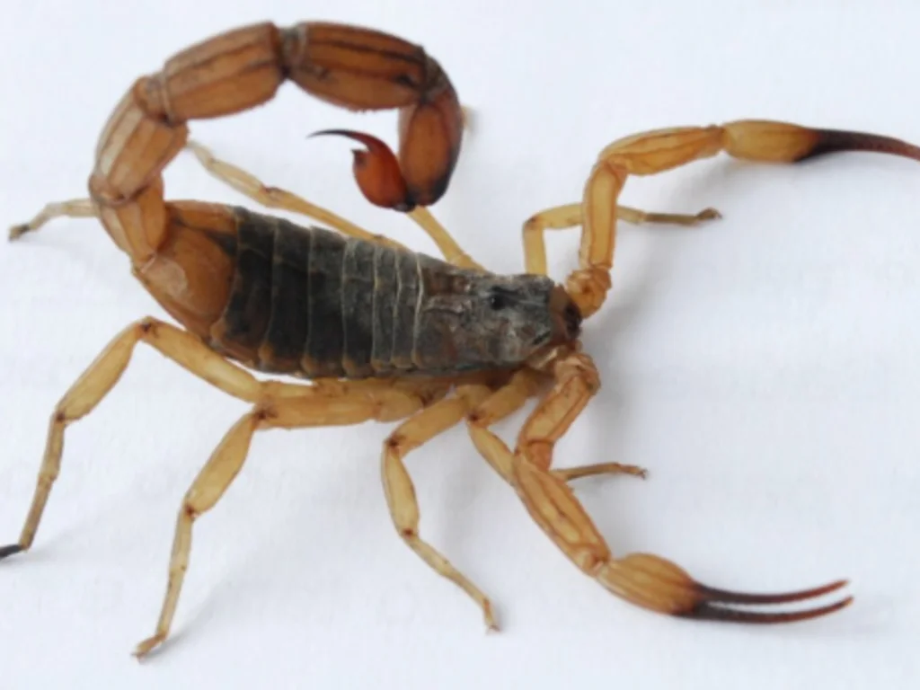 Escorpião-amarelo
